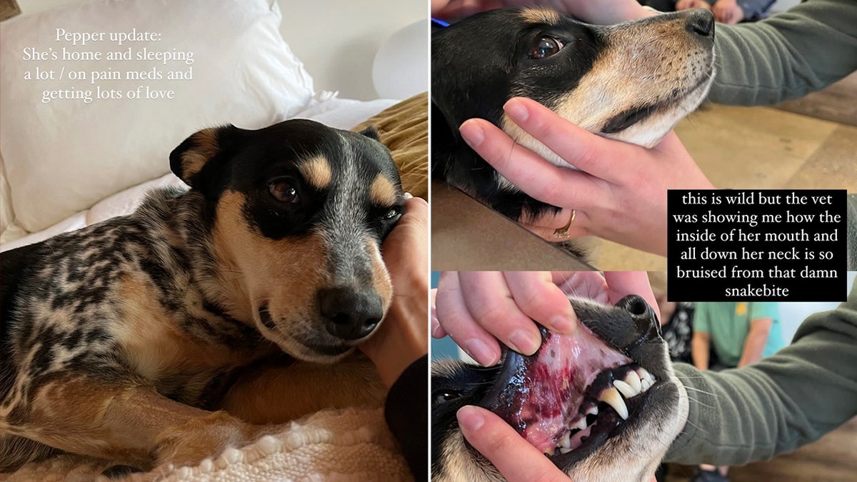 Side by side photos of Pepper in bed and Pepper's teeth, Kacey Musgraves' dog