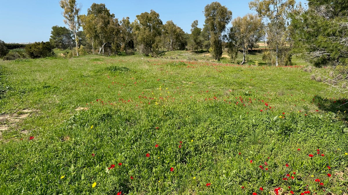 Campos de anémonas crecen en el kibutz Nahal Oz. (Foto: Efrat Lachter.)