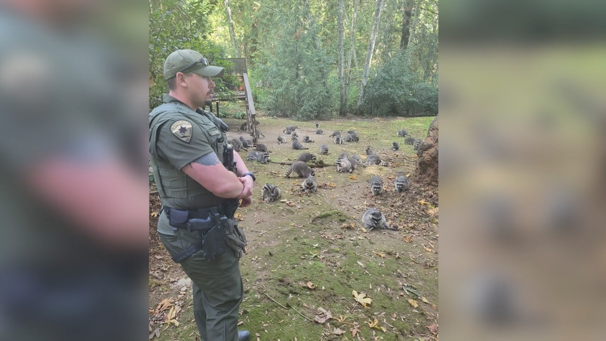 El ayudante del sheriff del condado de Kitsap en el patio de mapaches