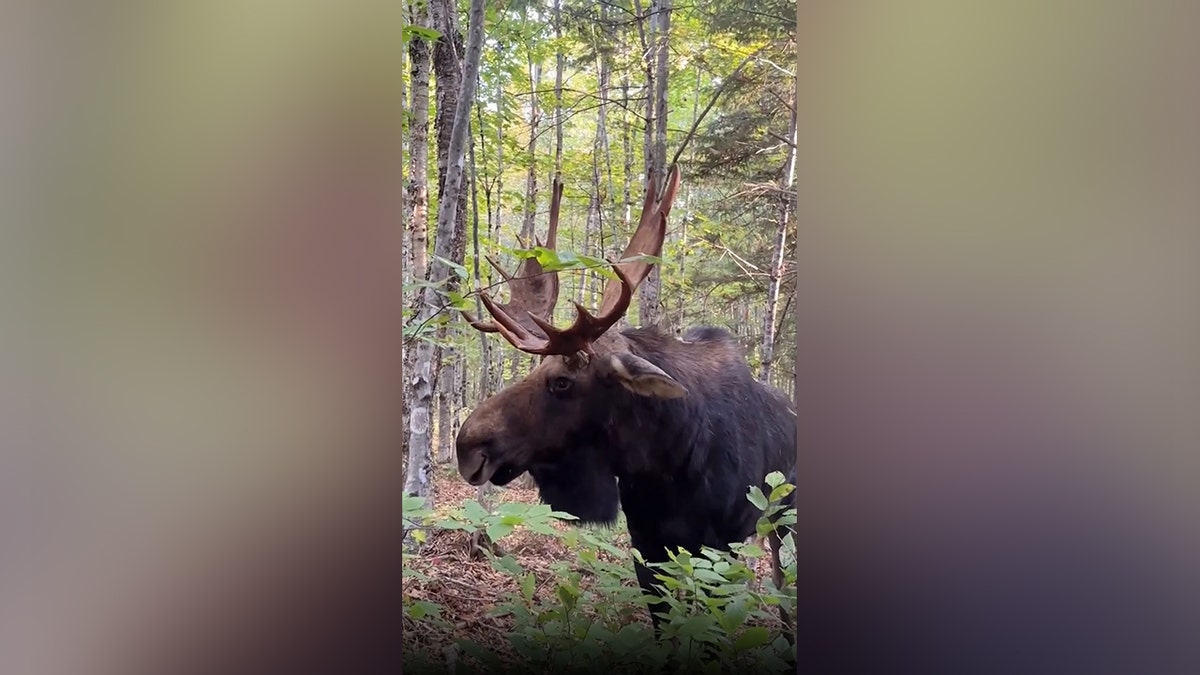 SEE IT: Massive bull moose stares man down before dramatically charging