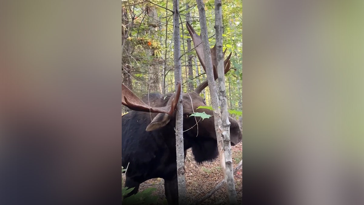 Moose look through trees