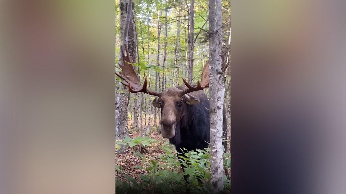 Moose looks into the camera