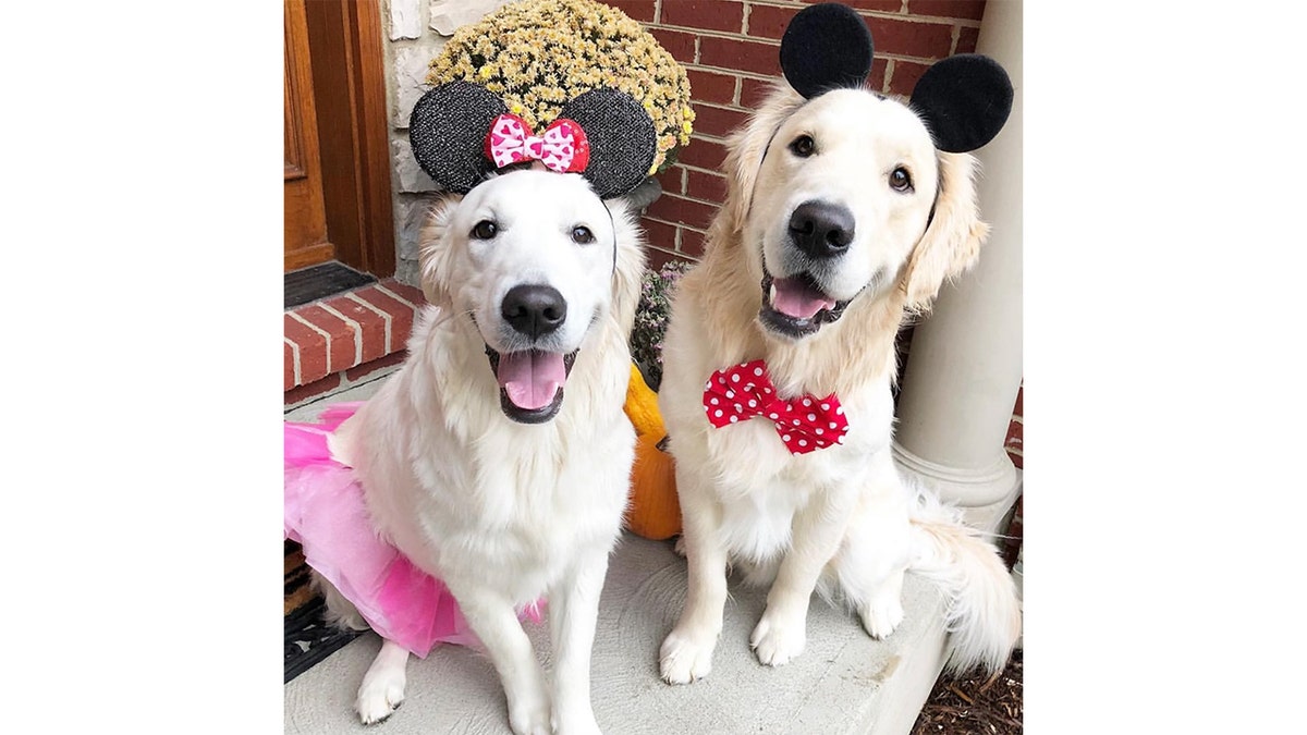 Golden retrievers successful Halloween costumes