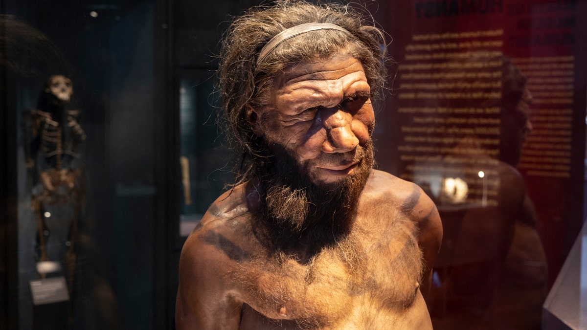 Hombre de Neandertal en el Museo de Historia Natural 