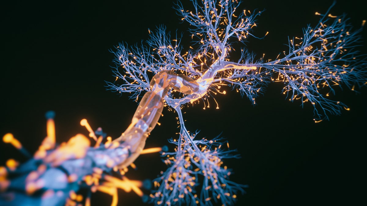 Neuronas