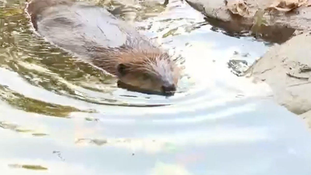 Nibi la nutria está nadando