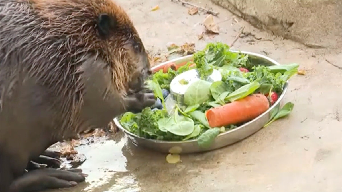 Nibi the beaver eating