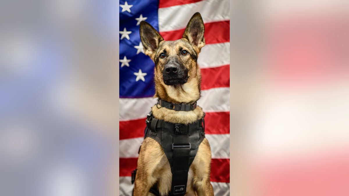 Finalist Niki Military dog