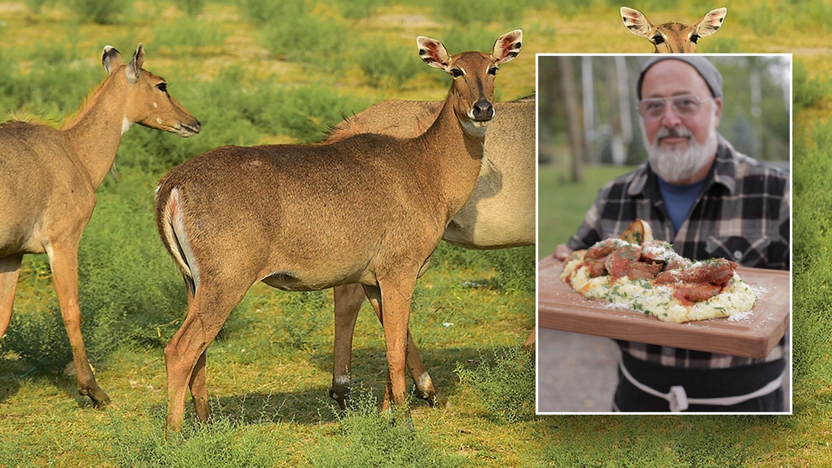 Nilgai set with an inset of Andrew Zimmern holding a plate of nilgai.