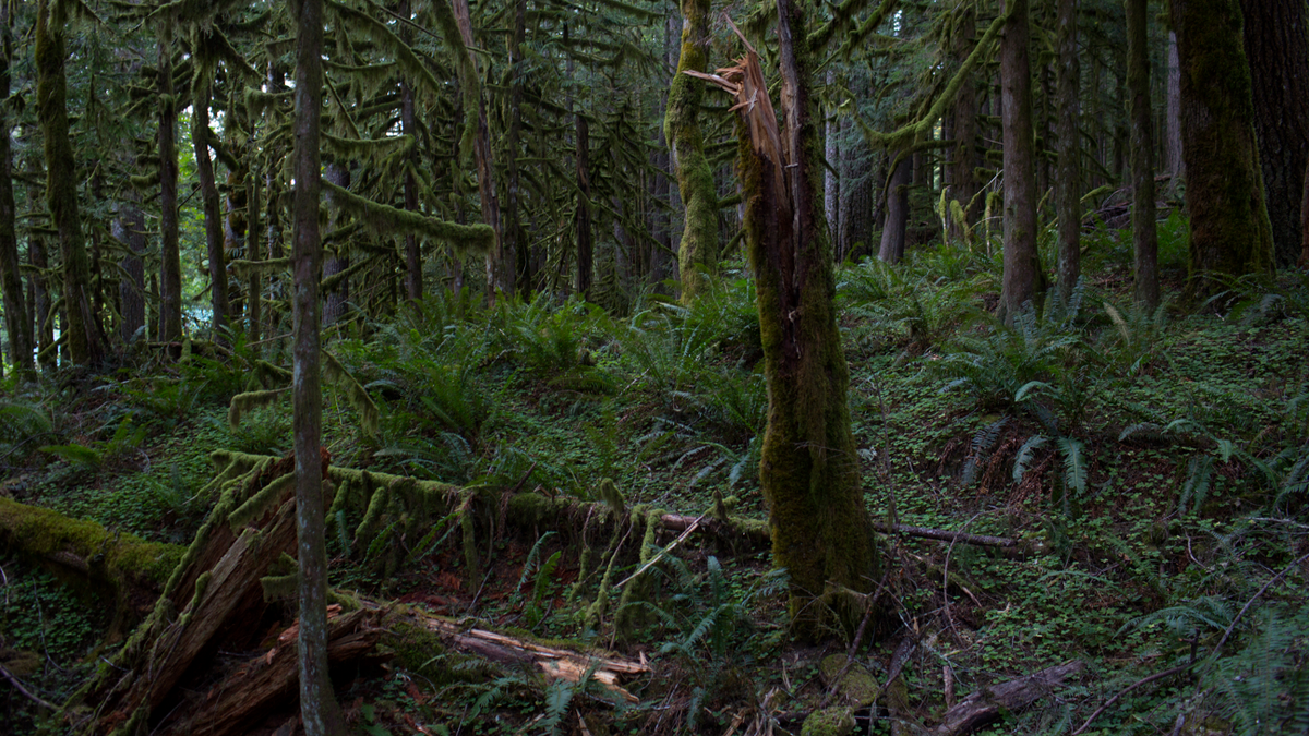A photo showing the forest in Oregon