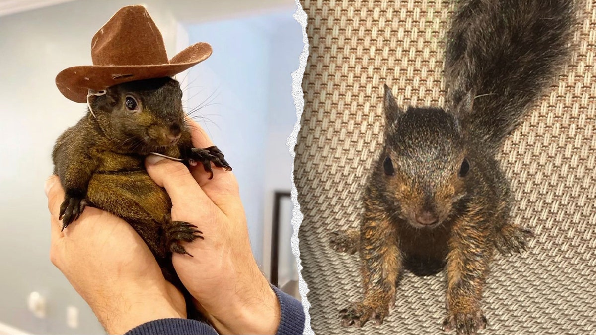 Peanut the squirrel wearing a cowboy hat, left, baby Peanut the squirrel, right