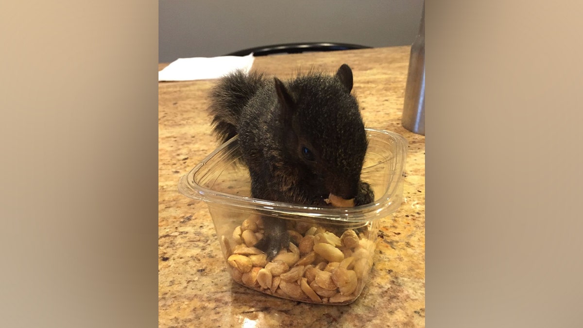 Peanut The Pet Squirrel Taken Away By New York State Officials From ...