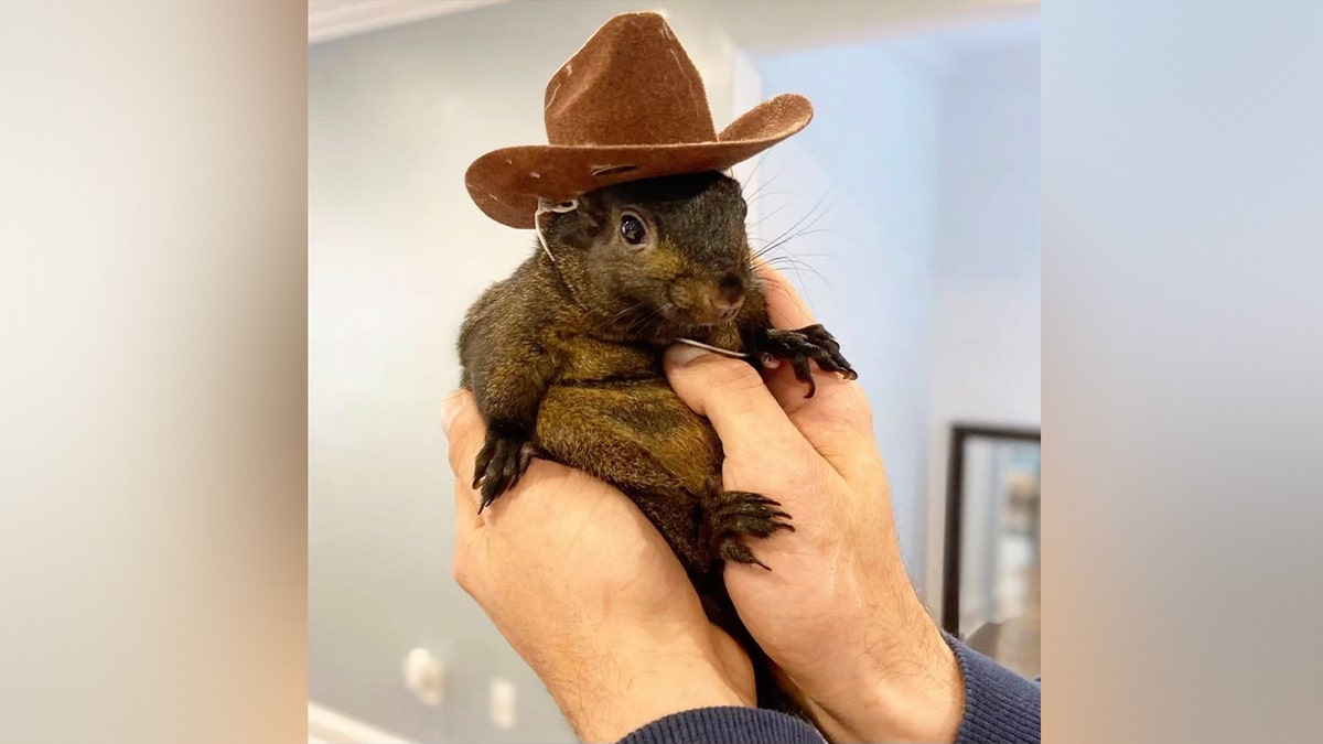 Peanut The Pet Squirrel Taken Away By New York State Officials From ...