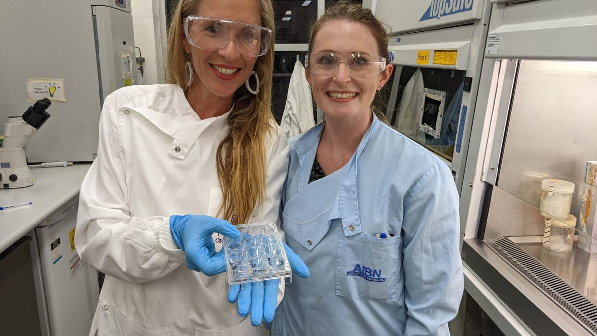 Golden Whitrod in lab