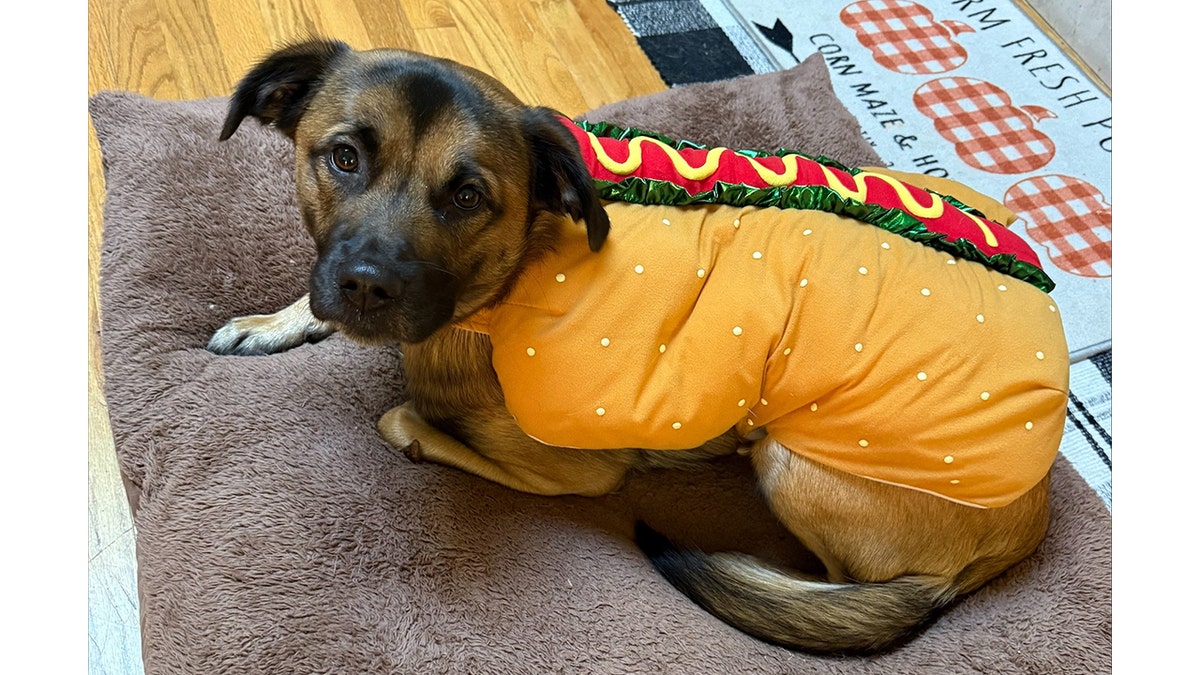 Russell nan canine successful a Halloween costume