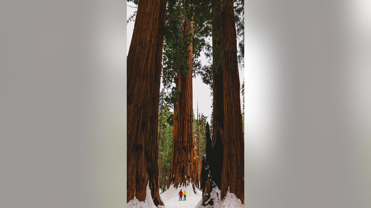 parque nacional sequoia en california