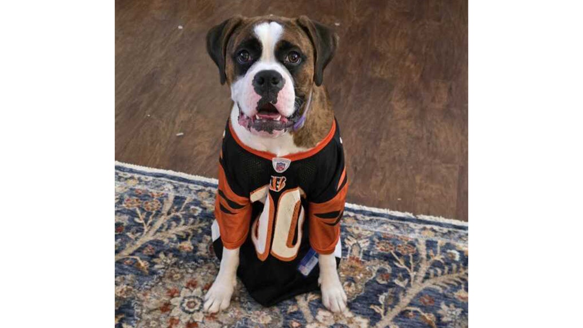 Boxer Sophia Loren successful Halloween costume