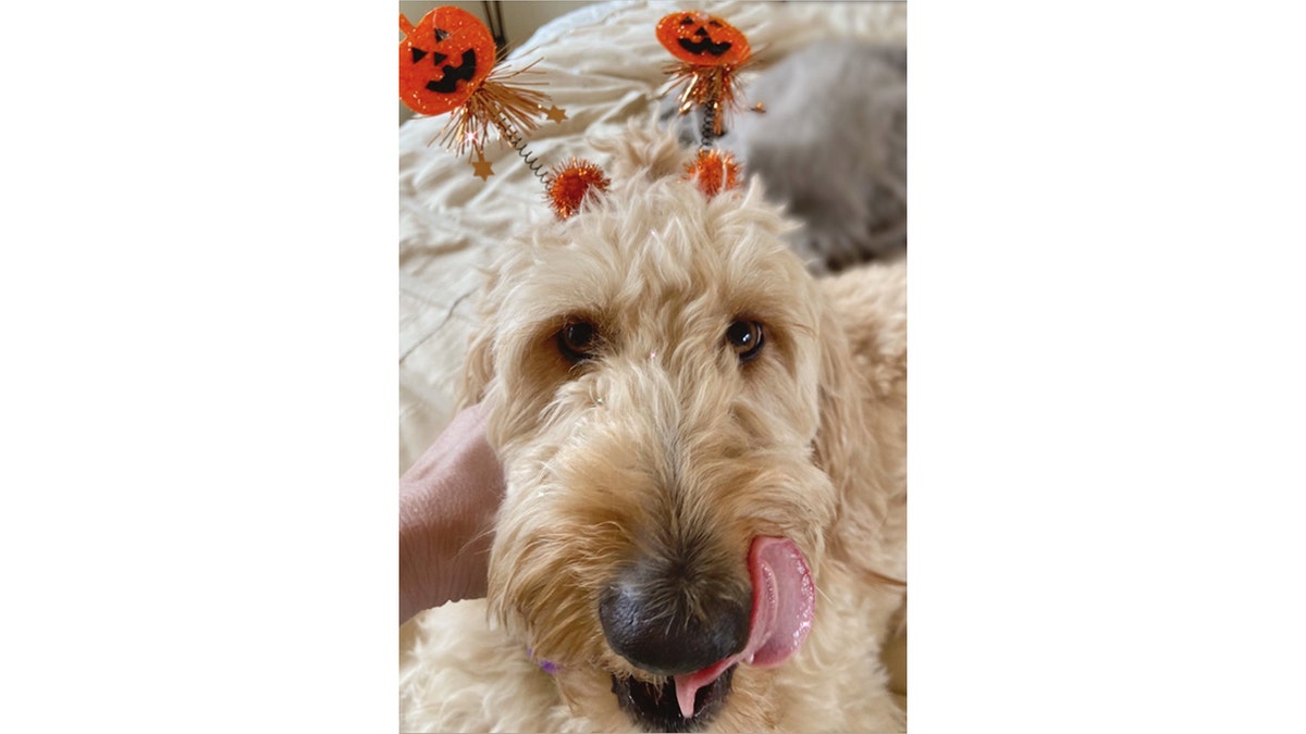 Musim Panas, Halloween Goldendoodle