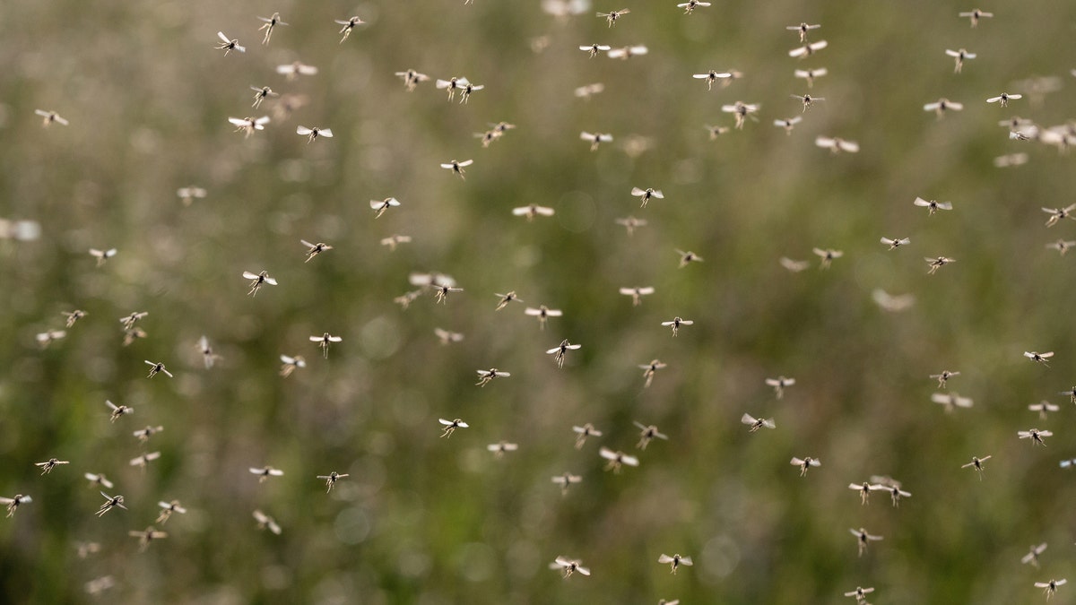 Enjambre de mosquitos 