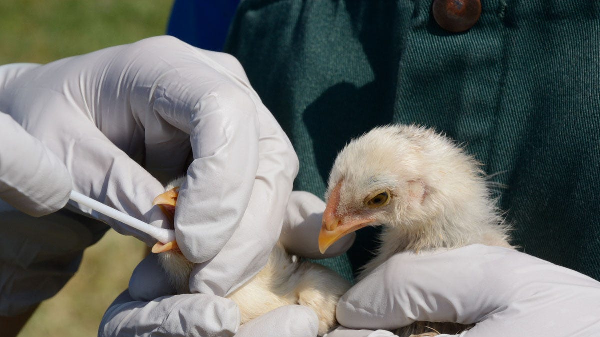 Testing chicks vertebrate  flu