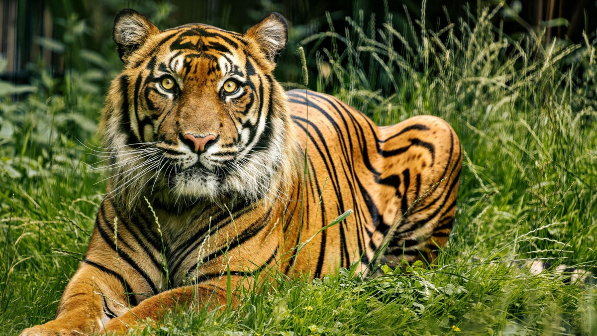 A tiger astatine nan zoo