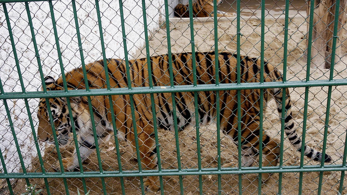 Chicken flu kills 47 tigers, 3 lions and a panther in Vietnam zoos, state media reviews