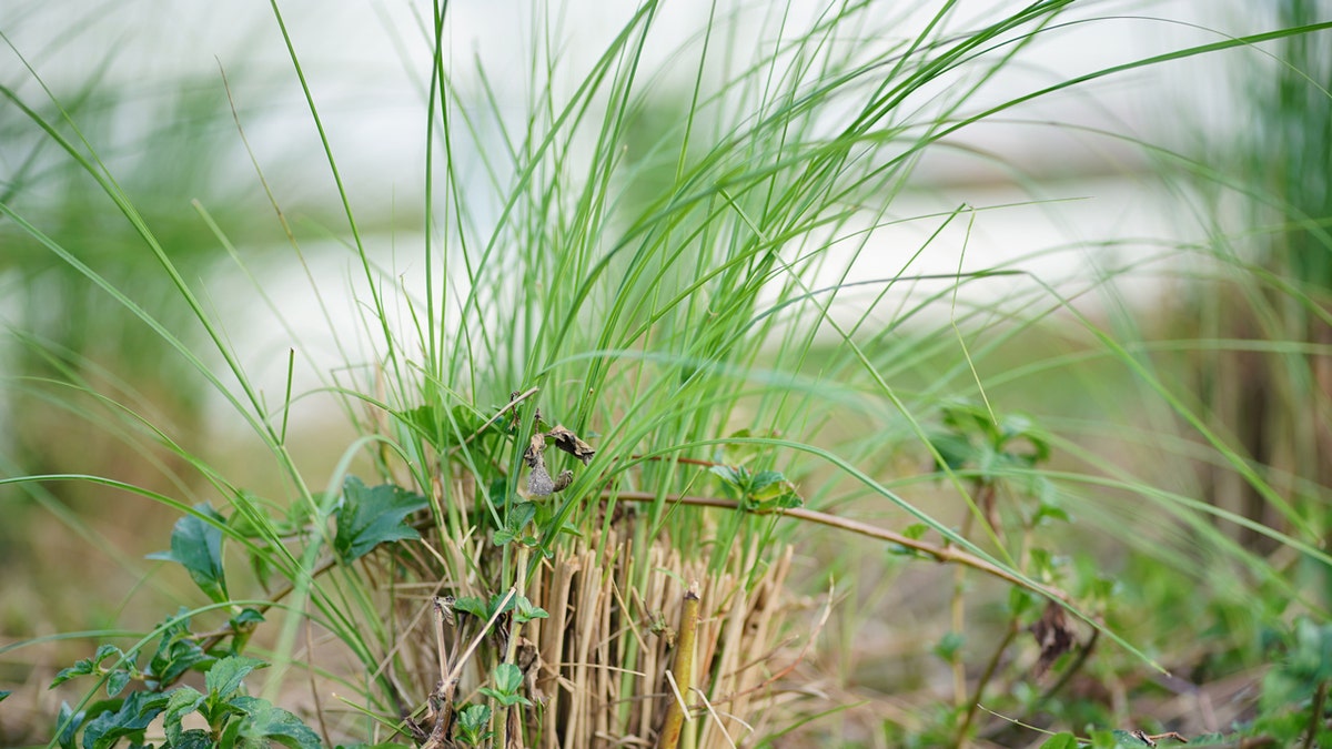 Grama Vetiver