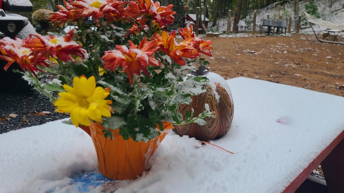 Snow successful  Waynesville, NC