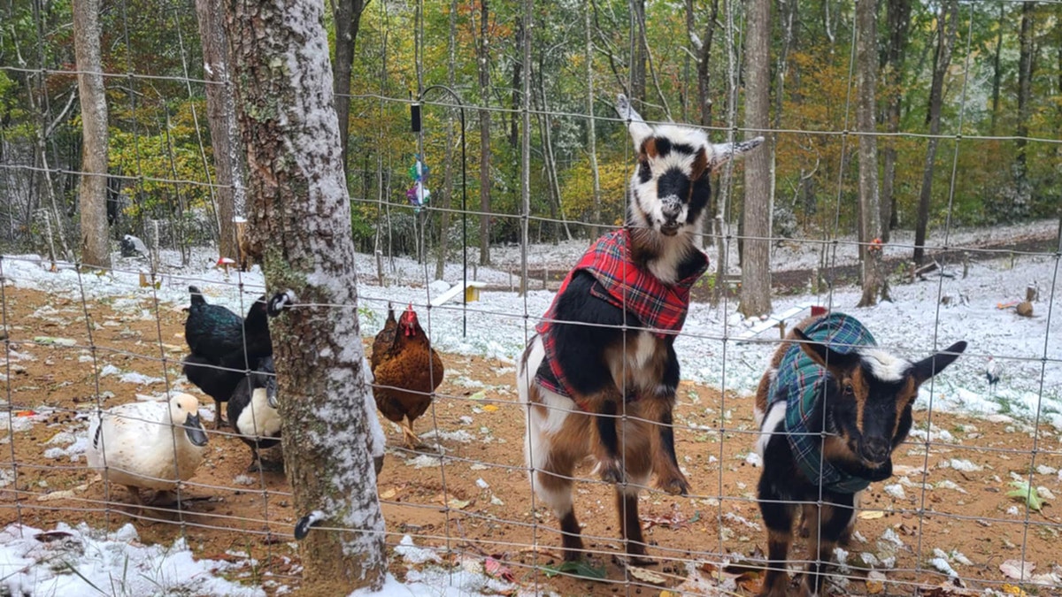 Animals successful  occidental  NC snow