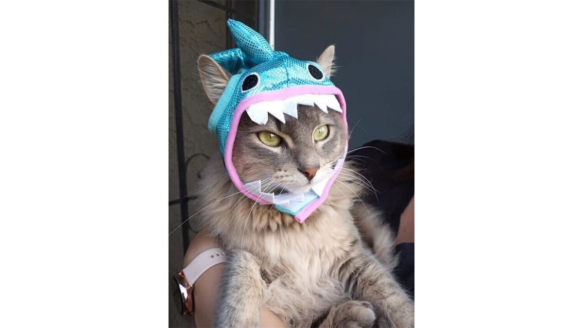 Willow the cat in a costume