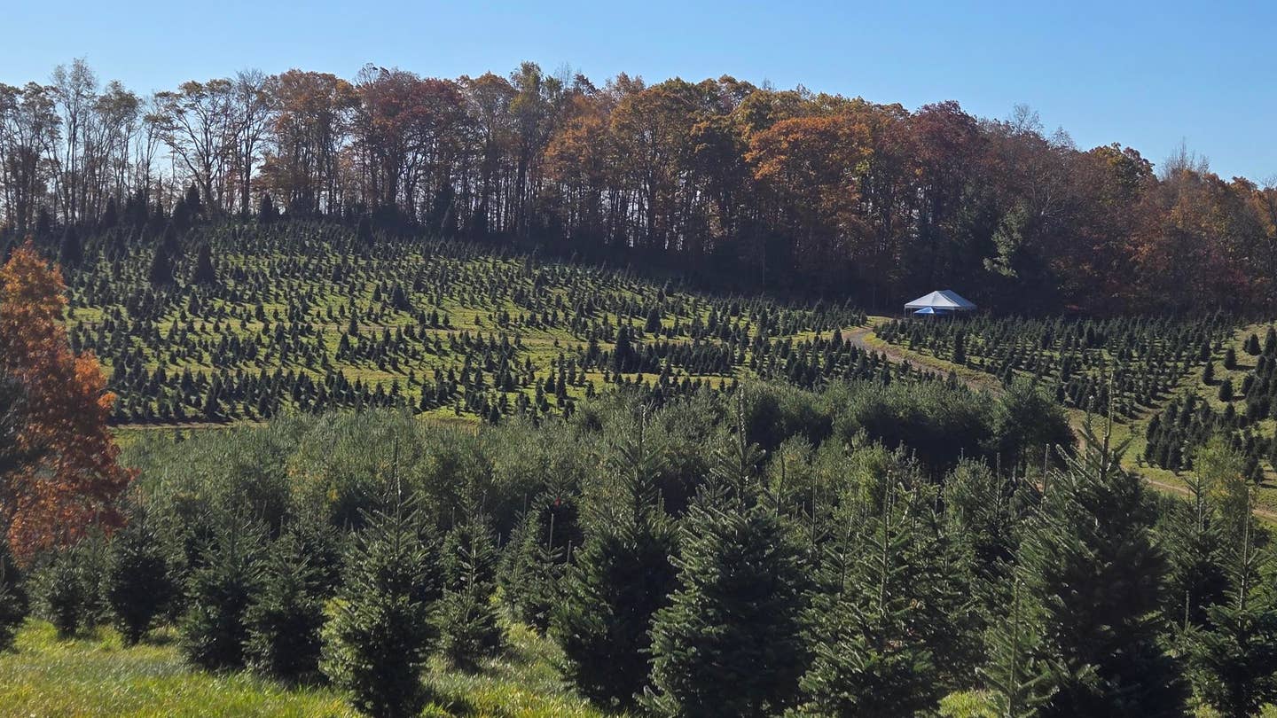 Household farm in North Carolina to offer 2024 White Home Christmas tree Household farm in North Carolina to offer 2024 White Home Christmas tree