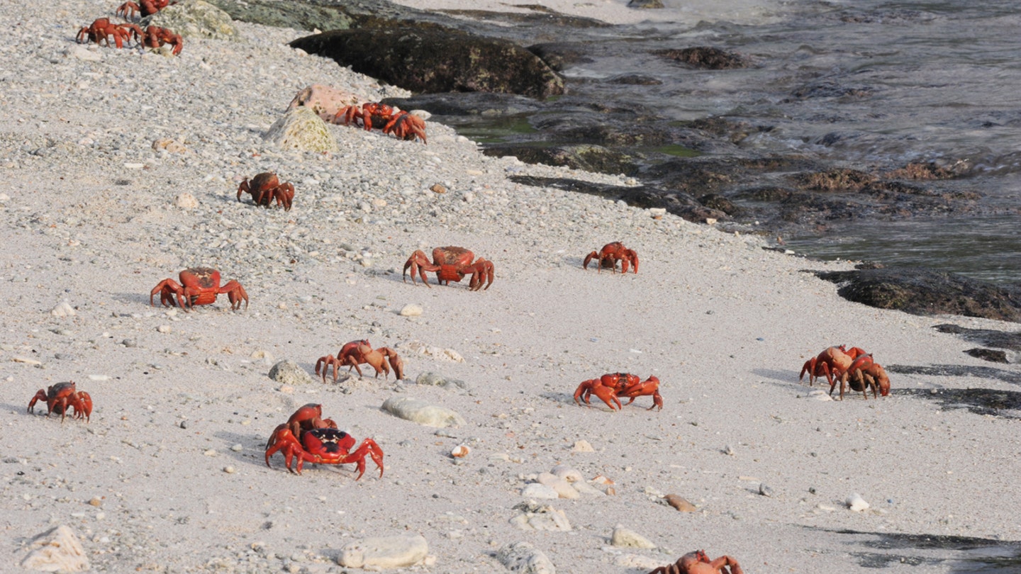 The Captivating Red Crab Migration on Australia's Christmas Island