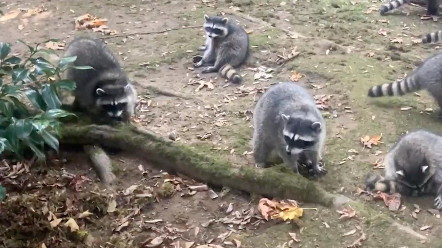 Raccoon Invasion Overwhelms Washington Woman's Yard