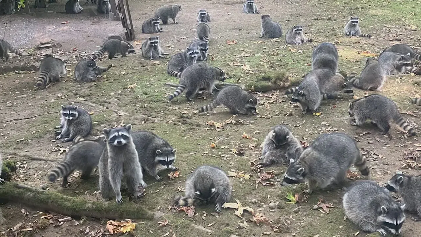 Raccoon Invasion Overwhelms Washington Woman's Yard