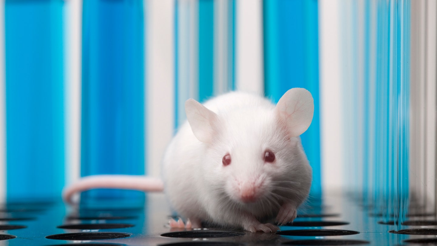 laboratory mouse