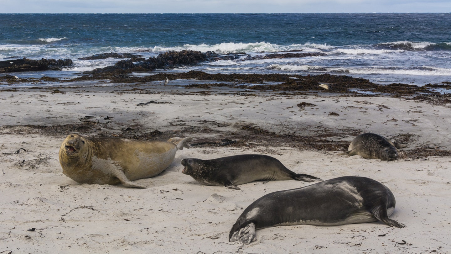 sea lion island