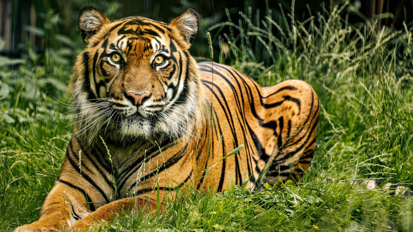 A Live Tiger Returns to Death Valley for LSU-Alabama Matchup