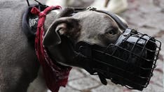 Texas babysitter’s dogs attack toddler and teenager left alone in her care: Sheriff