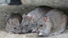 Lassa fever death reported in midwestern state, contact tracing begins