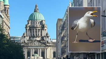 WILD Belfast Woman’s SEAGULL Standoff Shocks Community