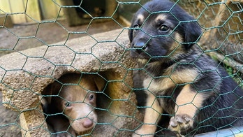 Puppies rescued from Hurricane Helene to be rehomed with military veterans, first responders