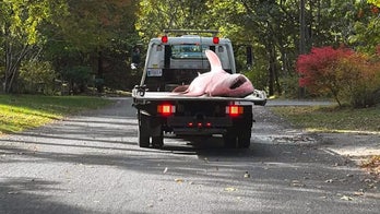 Shark expert weighs in after massive great white washes up on shore in Cape Cod and is hauled away by truck