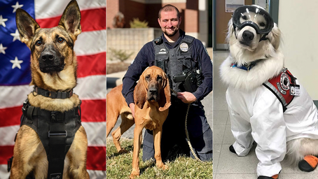 Dogs who comfort sick children, leap out of helicopters are nominated for American Humane award