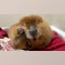 Judge rules Nibi the beaver can stay with her rescue family for now: 'Fallen in love'