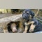 Puppies rescued from Hurricane Helene to be rehomed with military veterans, first responders
