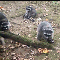 Washington state woman's yard invaded by more than 100 raccoons after 3 decades of feeding them