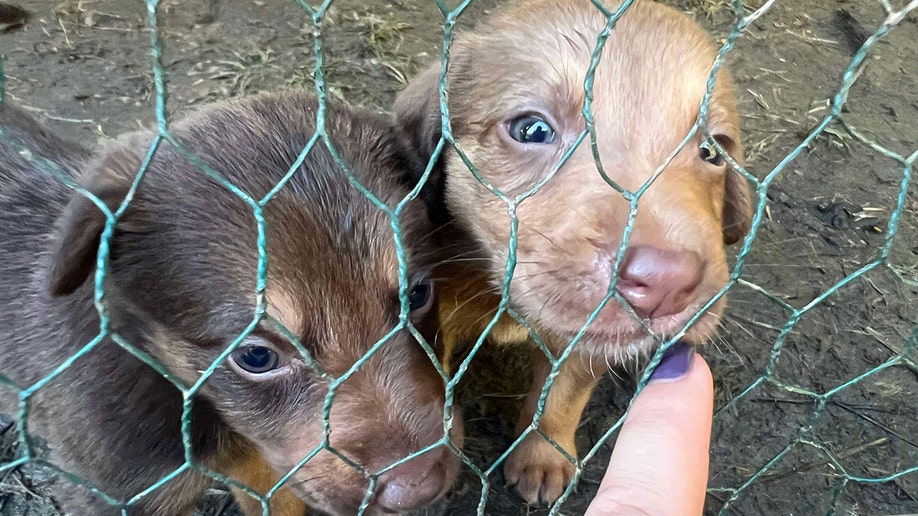 puppies rescued in hurricane helene