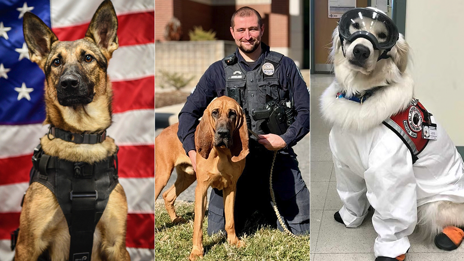 Dogs who comfort sick children, leap out of helicopters are nominated for American Humane award