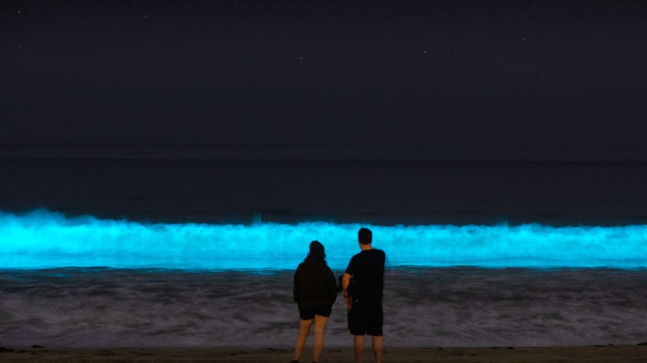 Florida’s glowing waters among the natural wonders inspiring travelers in year ahead