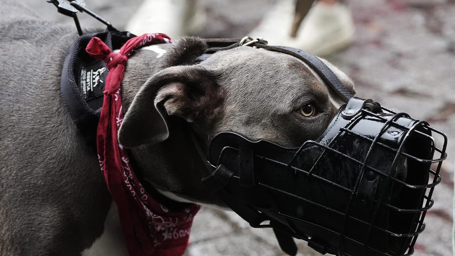 Texas babysitter’s dogs attack toddler and teenager left alone in her care: Sheriff